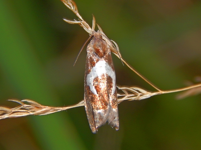 Epiblema foenella?